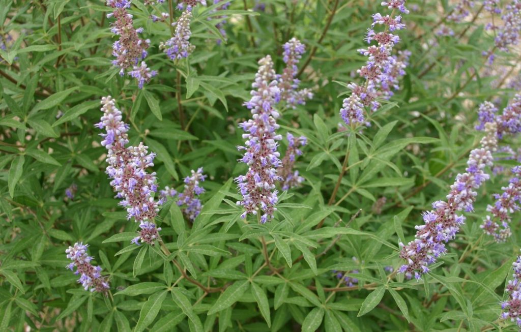 vitex agnus castus