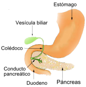 pancreas
