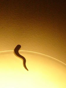 sperm fertilizing egg