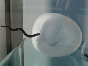 large fertilized egg 